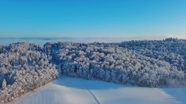 Beautiful Winter Landscape with Snow-Clad Trees and White Fields Under Blue Sky