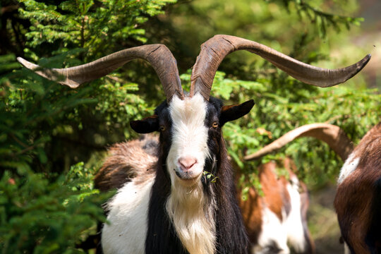 goat on a mountain meadow at a summer day