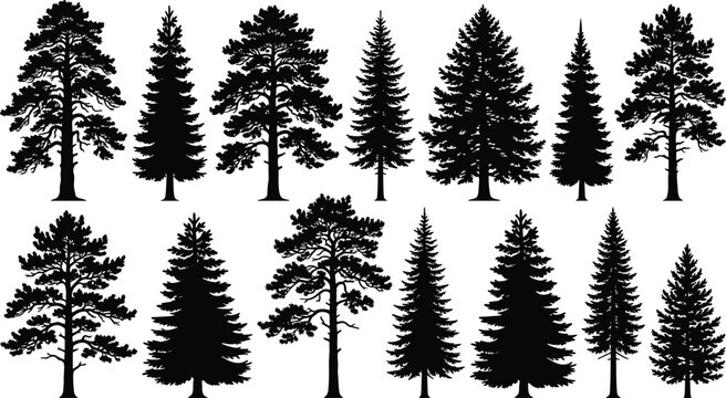 Set of detailed black pine and fir tree silhouettes for woodland and nature design projects