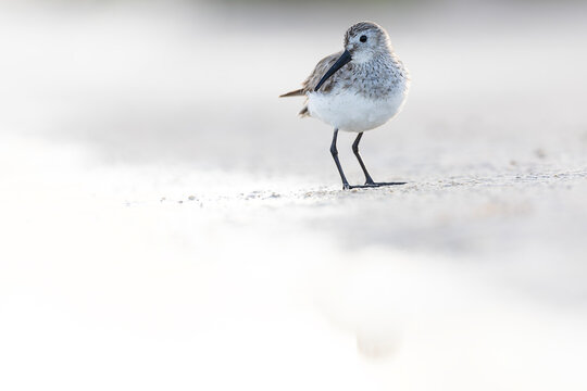 A sanderling (Calidris alba) foraging in shallow water.