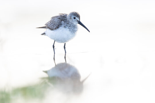 A sanderling (Calidris alba) foraging in shallow water.