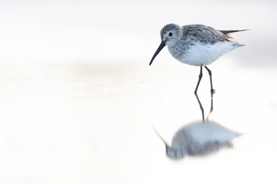 A sanderling (Calidris alba) foraging in shallow water.