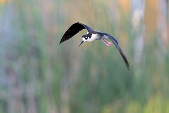 A black-necked stilt (Himantopus mexicanus) in flight.