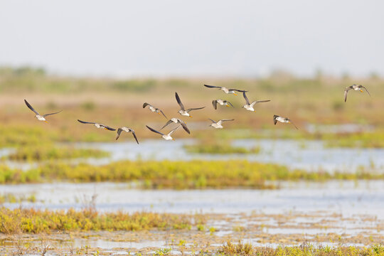 Group of greater yellowlegs (Tringa melanoleuca) in flight.