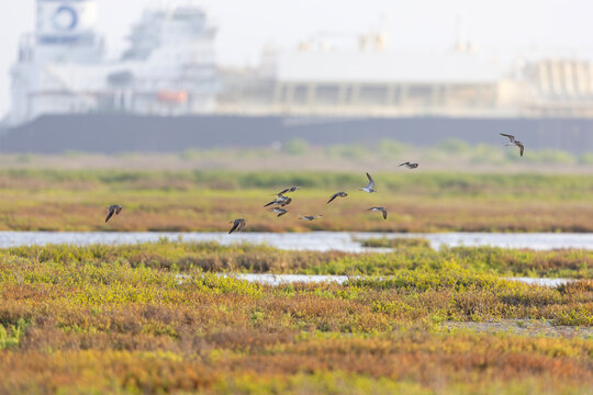 Group of greater yellowlegs (Tringa melanoleuca) in flight.
