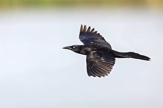 Great-tailed grackle (Quiscalus mexicanus) in flight