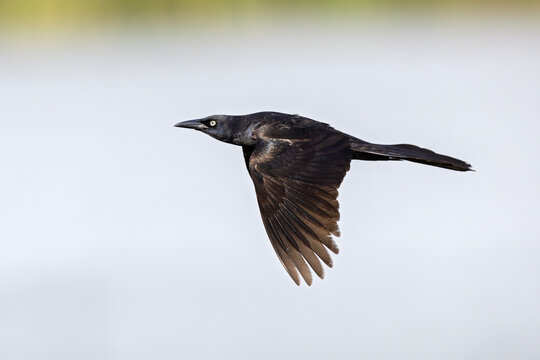 Great-tailed grackle (Quiscalus mexicanus) in flight