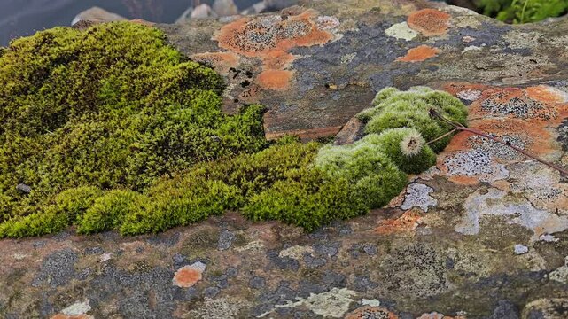 Large granite stones with natural patterns and green moss on the seashore. Norway, Alver. August