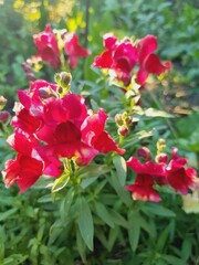 Obraz premium brightly colored blooming snapdragon flowers Antirrhinum