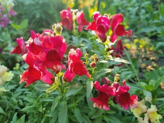 Obraz premium brightly colored blooming snapdragon flowers Antirrhinum