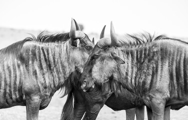 Beautiful Blue Wildebeest huddled together soaking up the African sun © Mark