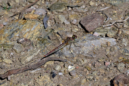 Fr&uuml;he Heidelibelle - Weibchen // Red-veined darter - female (Sympetrum fonscolombii) - Nationalpark Peneda-Ger&ecirc;s, Portugal