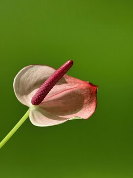 A single light pink anthurium with a textured burgundy spadix extends diagonally across a vivid green background, its translucent veined spathe glowing in strong sunlight with crisp botanical details