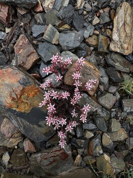 A small branching stonecrop plant with pale pink star-shaped flowers grows between rain-darkened rocks, gravel and weathered wood, creating a delicate contrast of botanical life and rugged texture