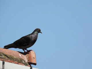 Obraz premium Natural beautiful wild pigeon photo 