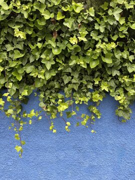 Dense green ivy leaves cascade over the upper edge of a textured cobalt blue wall, with trailing red stems and fresh lime growth creating a bold natural contrast and generous open copy space below