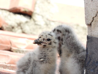 photo of little seagull chicks   © Recep