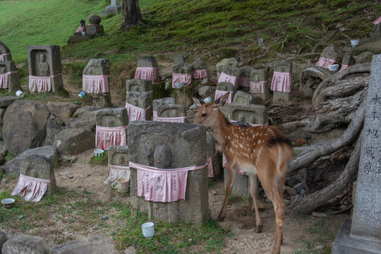 Deer Among Stone Jizo Statues in Nara, Japan