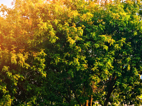 Colorful august tree crown illustration