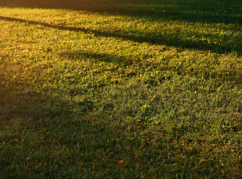 Dramatic light rays on the green lawn background