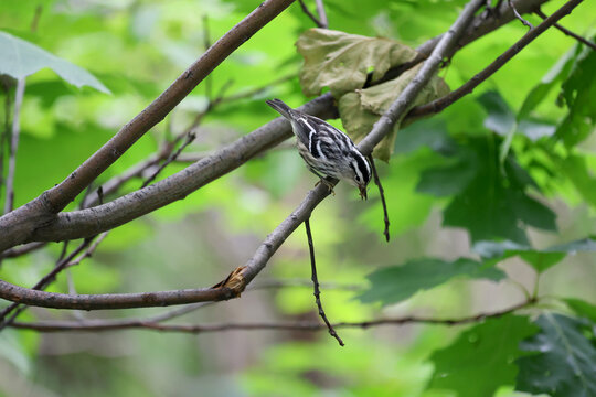 Paruline noir et blanc, Mniotilta varia, sur une branche, Qu&eacute;bec, Canada	
