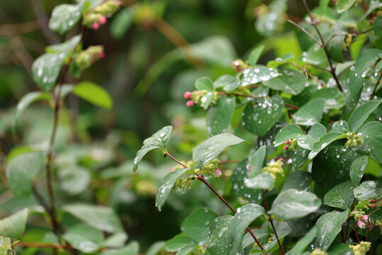 Feuilles vertes et petites fleurs dans le jardin apr&egrave;s la pluie. Mise au point s&eacute;lective.