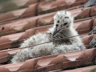 photo of little seagull chicks © Recep