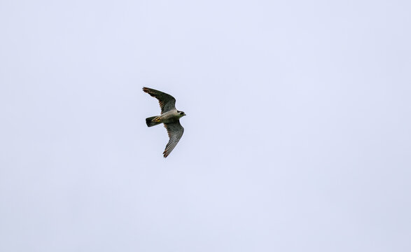 Faucon p&egrave;lerin dans le ciel. Falco peregrinus, Qu&eacute;bec, Canada