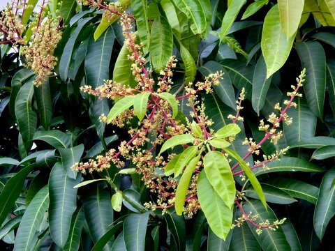 mango tree in the garden