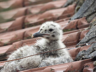 photo of little seagull chicks © Recep