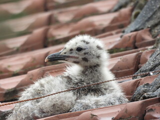 photo of little seagull chicks © Recep