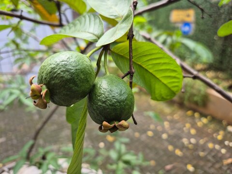 Psidium guajava L on tree