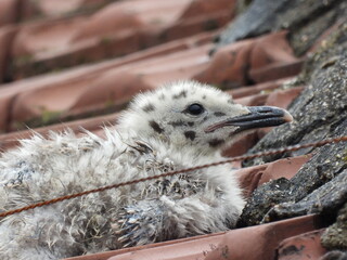 photo of little seagull chicks © Recep