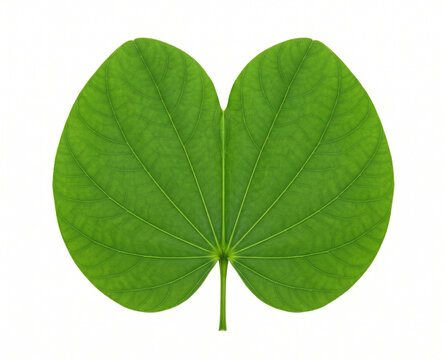 premium fresh apta bauhinia racemosa leaf isolated on white background for dussehra festival hindu tradition botanical healthcare and commercial use