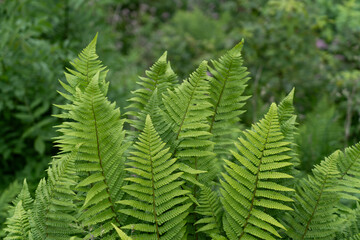 green fern leaf background from bergen, Norway © Thanawat