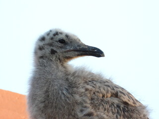 photo of little seagull chicks © Recep