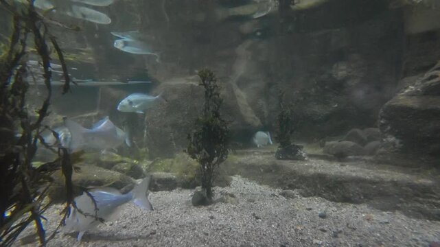 Underwater video clip of a group of silver fish swimming slowly near marine plants and rocky seabed in dim ocean light