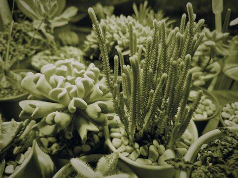 Echeveria runyonii 'Topsy Turvy' and Crassula muscosa