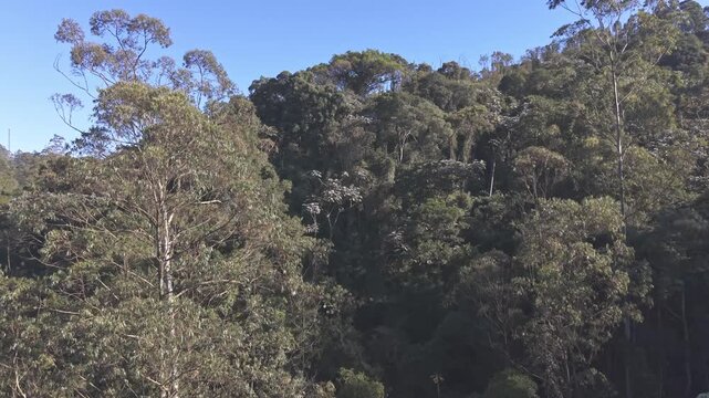 Aerial view of a brazilian rainforest