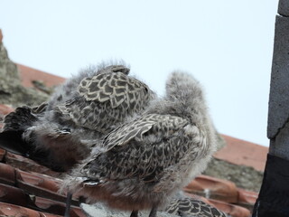 photo of little seagull chicks © Recep