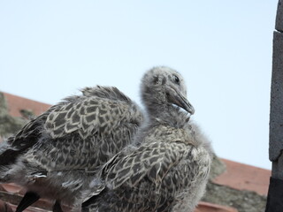 photo of little seagull chicks © Recep