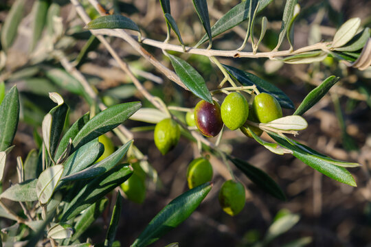 Olive tree with ripening fruit, Koufonisi, Greece