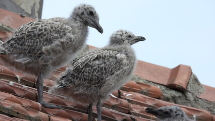 photo of little seagull chicks © Recep