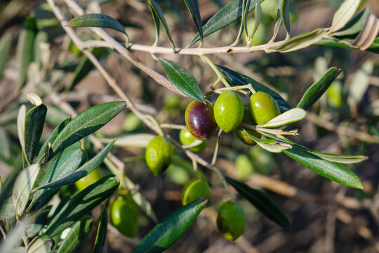 Olive tree with ripening fruit, Koufonisi, Greece