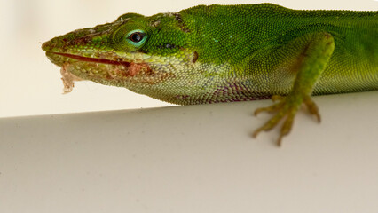 Fototapeta premium Close-up of Green Anole lizard with patches of shedding skin on its face