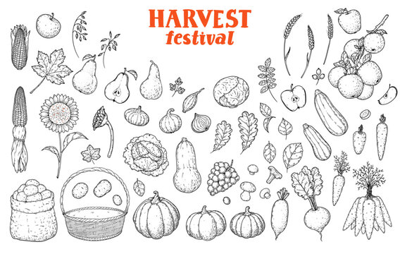 Harvest Festival big set of autumn vegetables, fruits, leaves, and farming elements. Hand drawn vintage engraving style vector illustration.