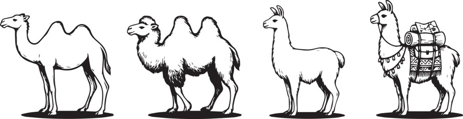 Obraz premium Illustrations of camels and llamas standing with transparent background for various creative projects