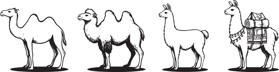 Obraz premium Illustrations of Four Different Camelid Animals with Pack Saddle on One Camel for Educational and Design Use
