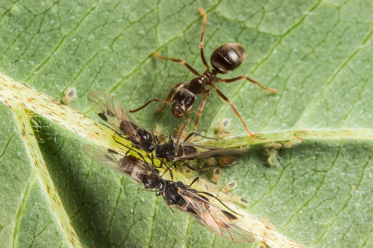 Winged Ants and Worker Ant on Leaf, Lasius Niger Swarm Behavior