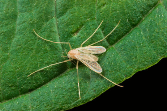 Apple Psyllid Psylla mali on Leaf, Apple Mealybug Macro Shot